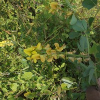 Crotalaria clavata Wight & Arn.